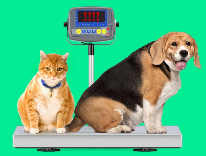 Basin Run Animal Hospital Blog #6- Obesity