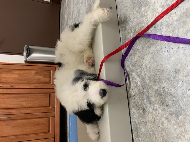 April 2021 Heartworm Testing Special